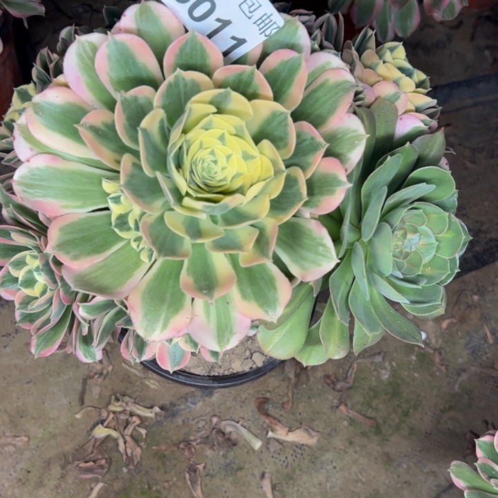 5011白凤有干巴多肉植物