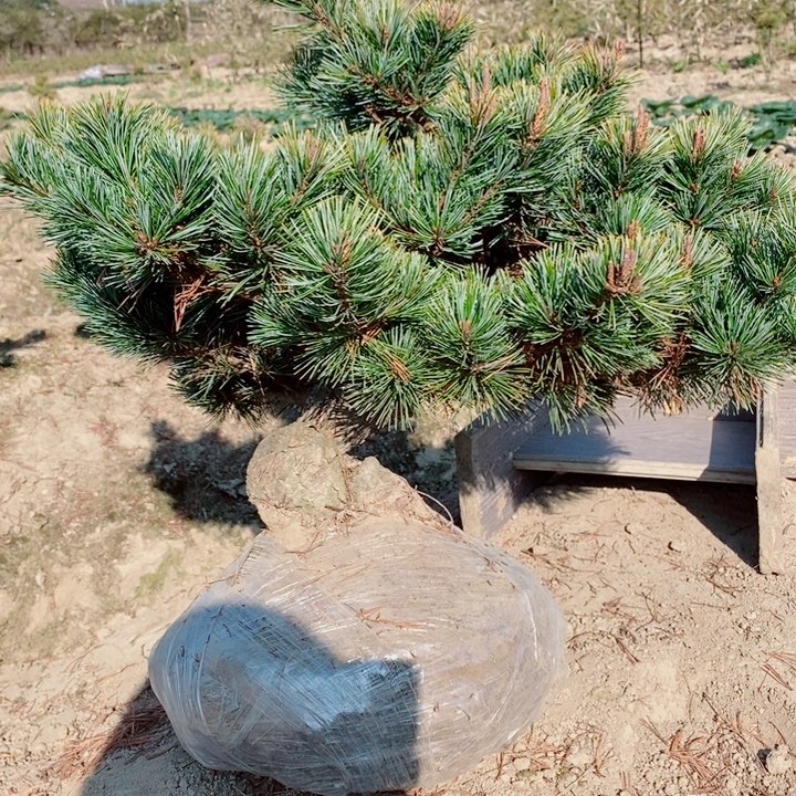 翟***乐无花朵瑞光大坂松盆景