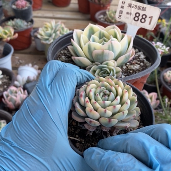 881一一一一一一一一一