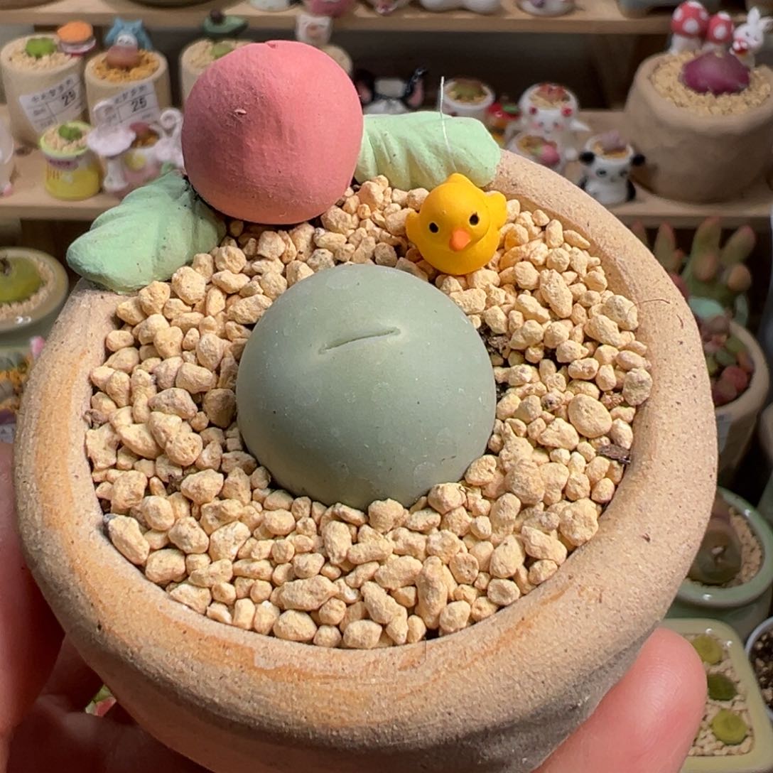 多肉植物92号鸽子蛋