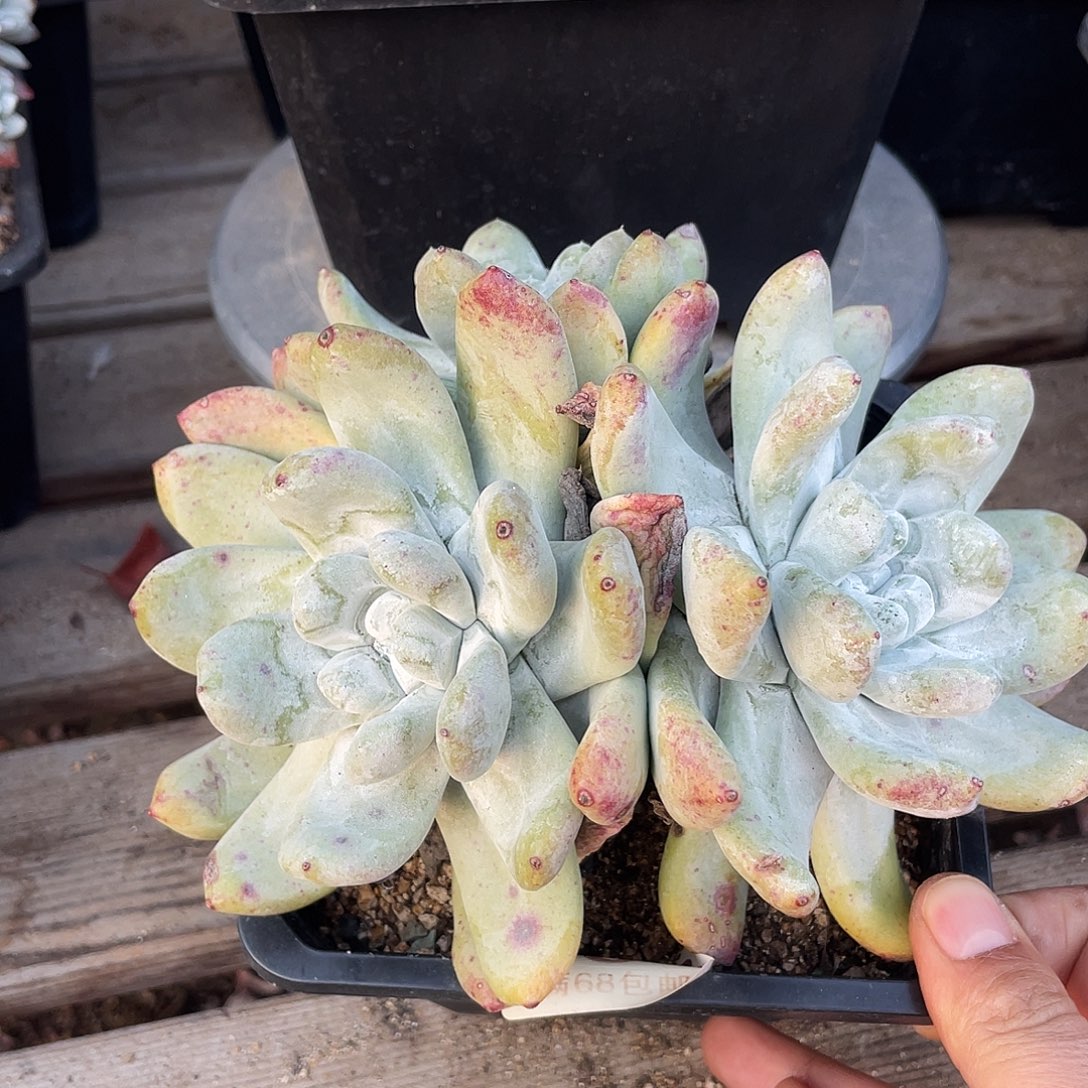 拇指帕奇飞图仙女杯