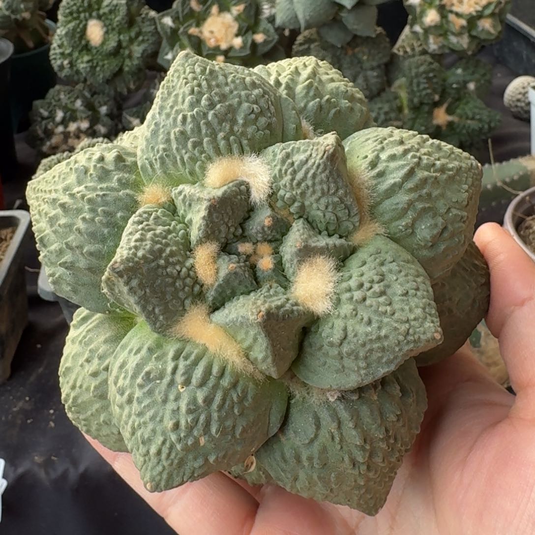 【闪购商品】12公分丸尤怒微瑕疵