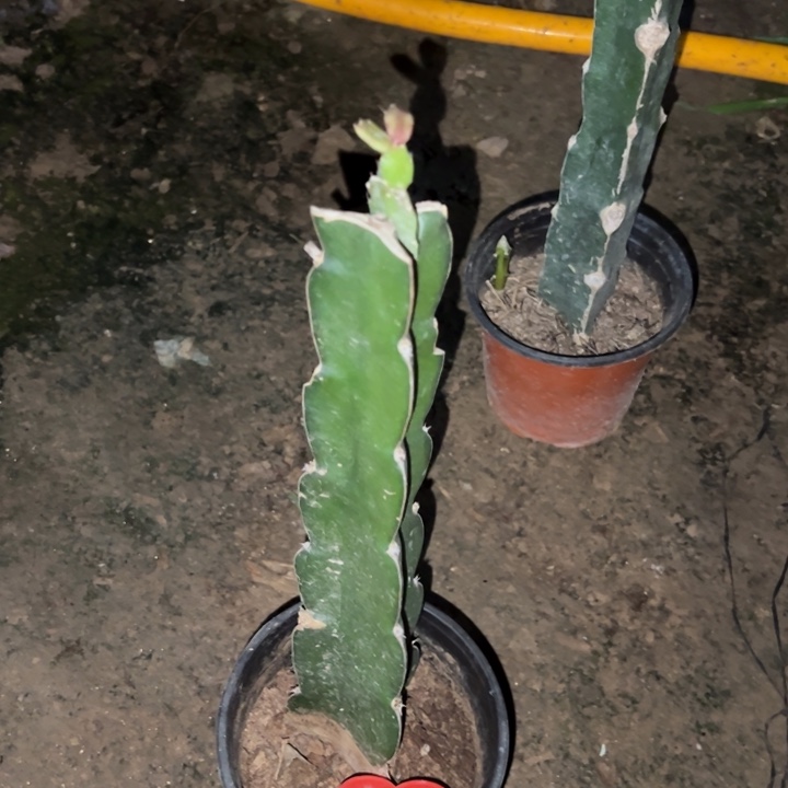 重***生当前无花栽培后可以开花澳洲红羽毛包毛155