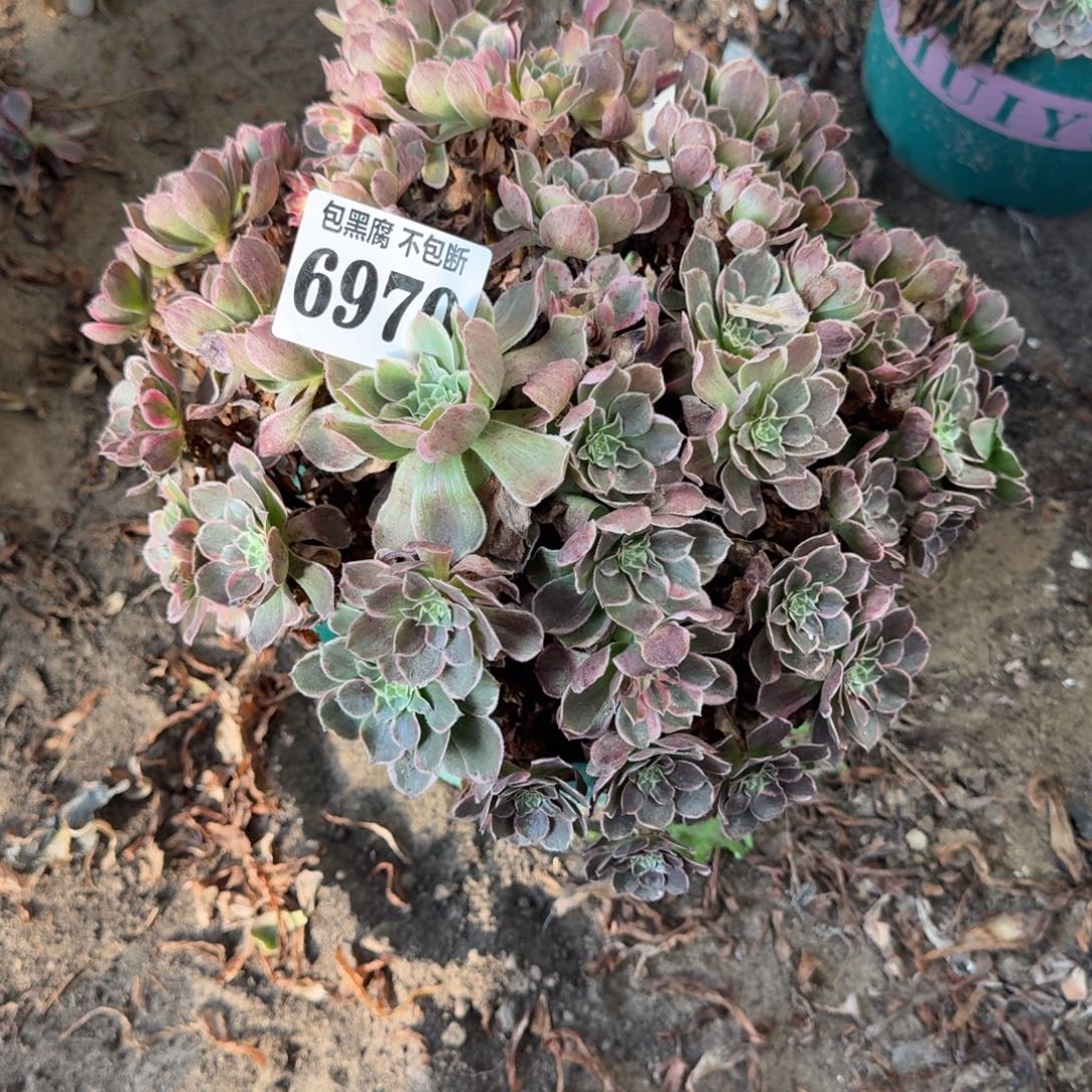 八***子法师丘比特无售后6979 18-28