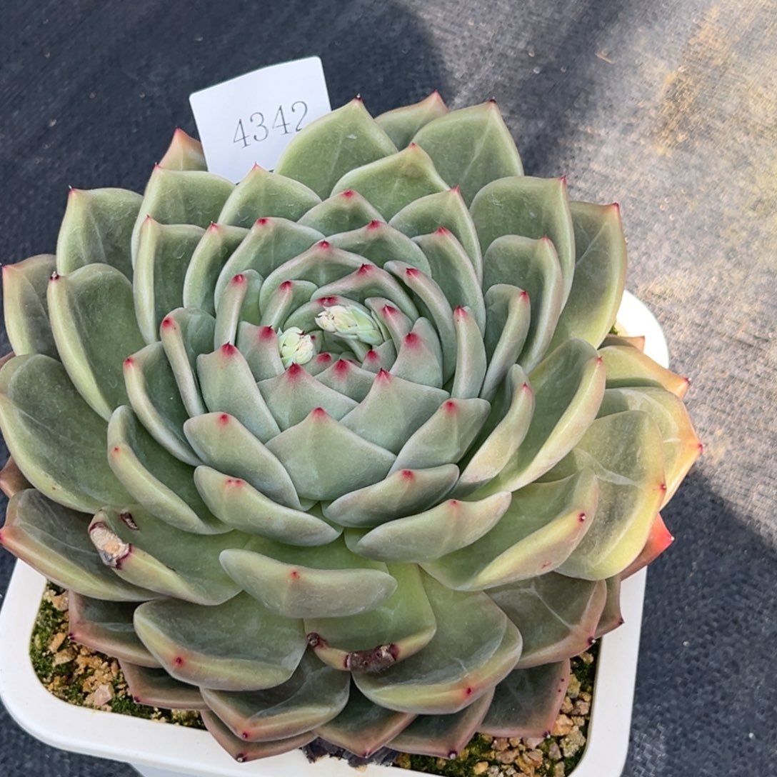 超**爸4342肉多哦多哦哟多么多哦哟