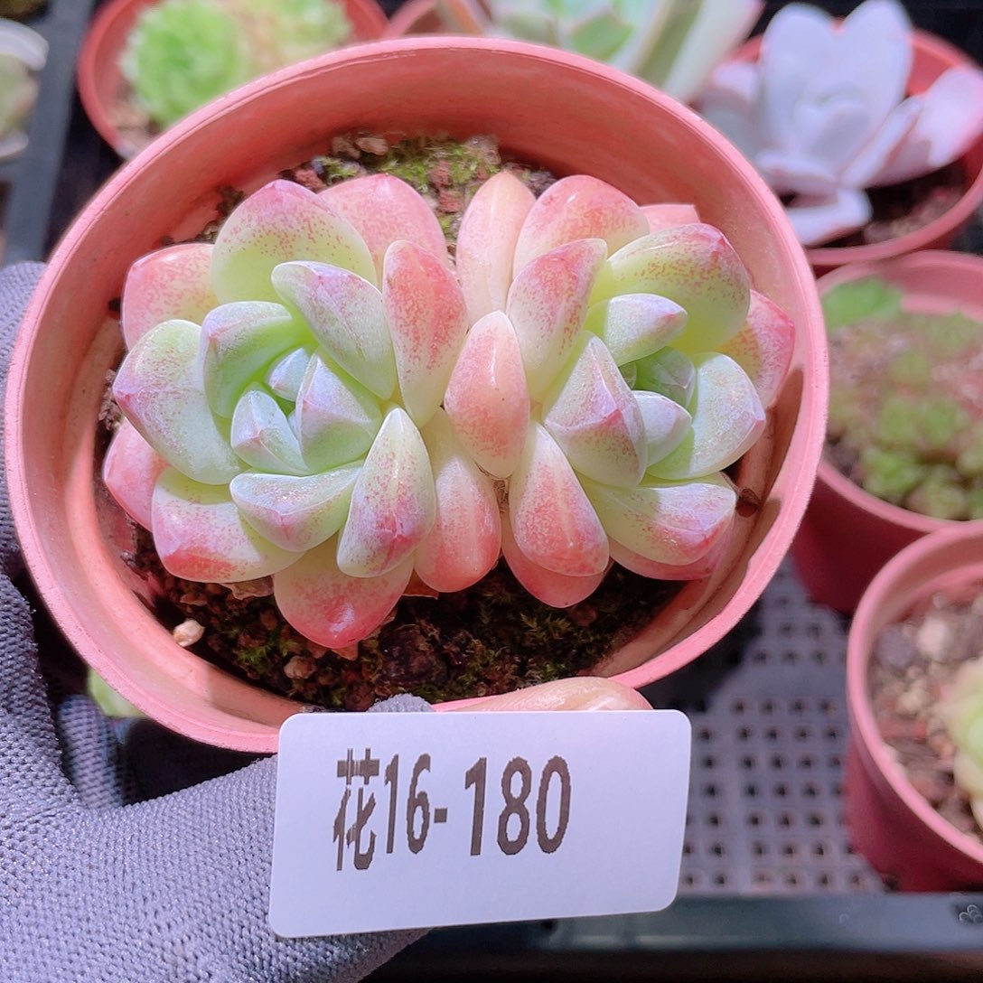 花利美16-180冰玉