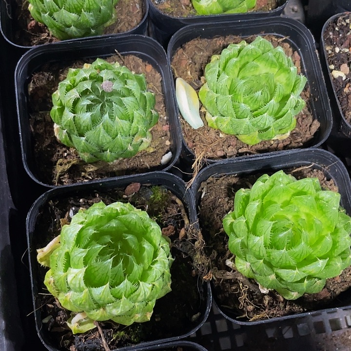 硬水晶带盆土发货