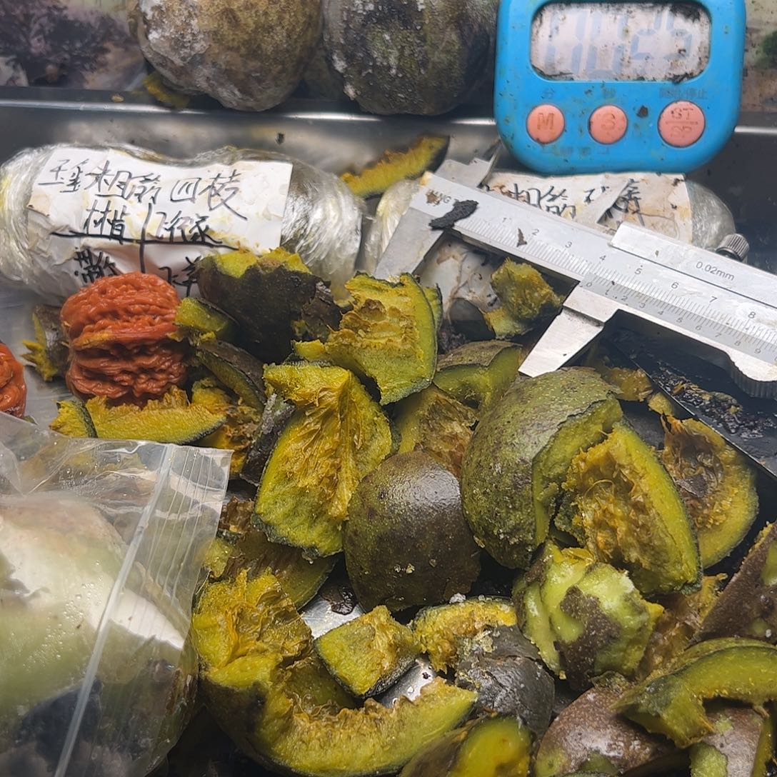 3***迟文玩核桃吃h和v尴尬尴尬