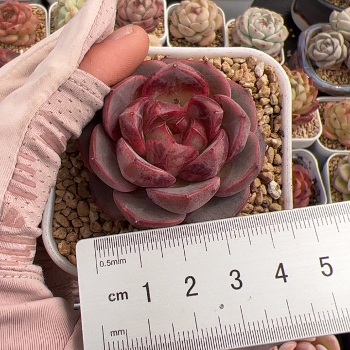 W****?541 多肉植物组合盆栽