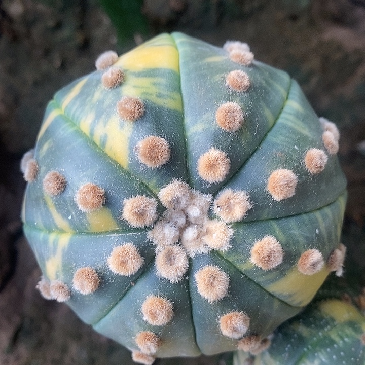 三角苗接虎皮拉丝海星锦