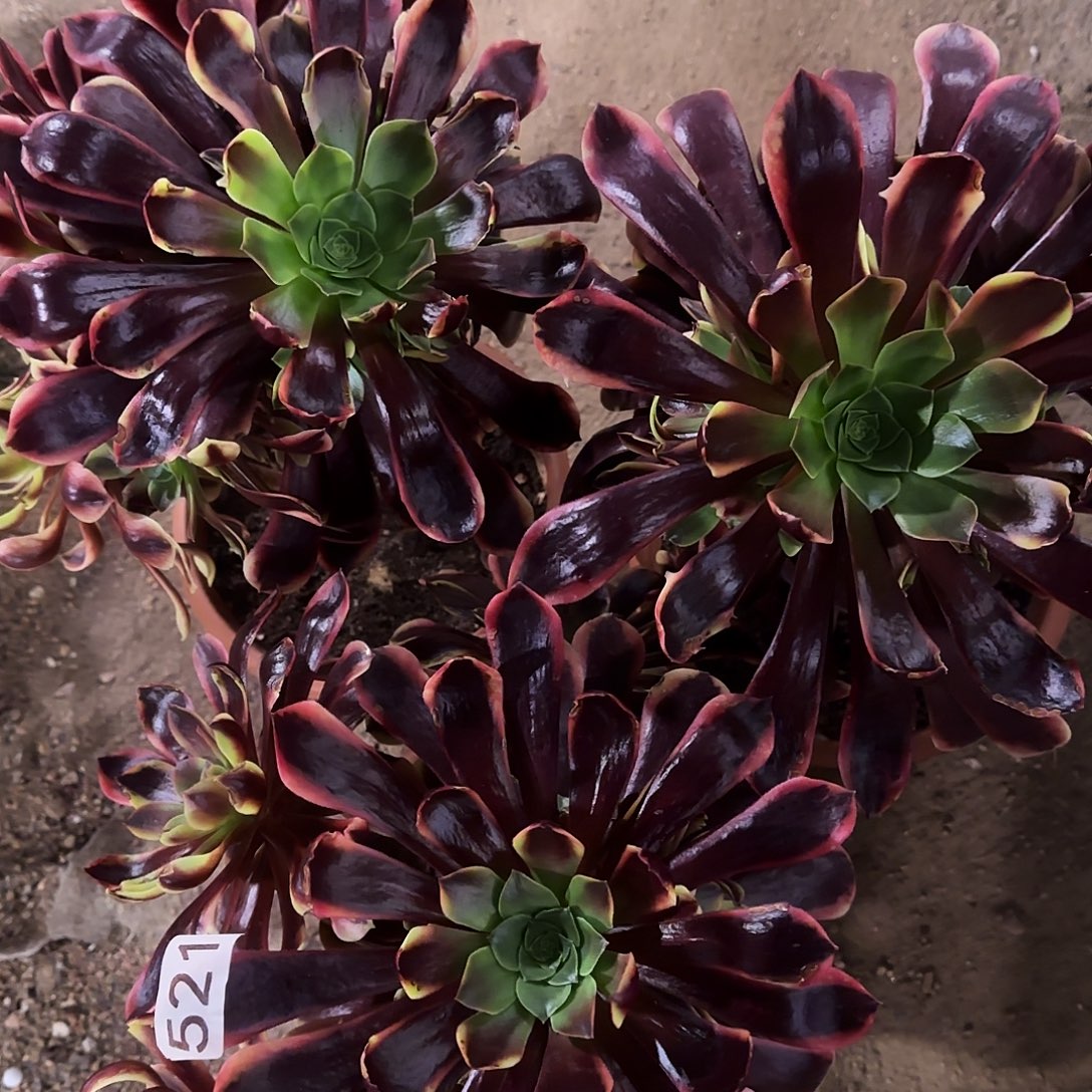 多肉植物福利3棵尾货521欧嘉莉