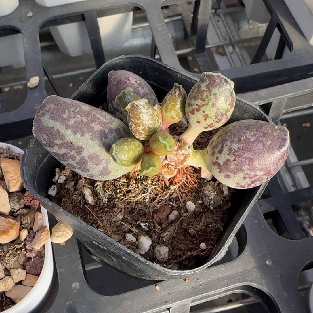 丸叶大紫斑海豹水泡