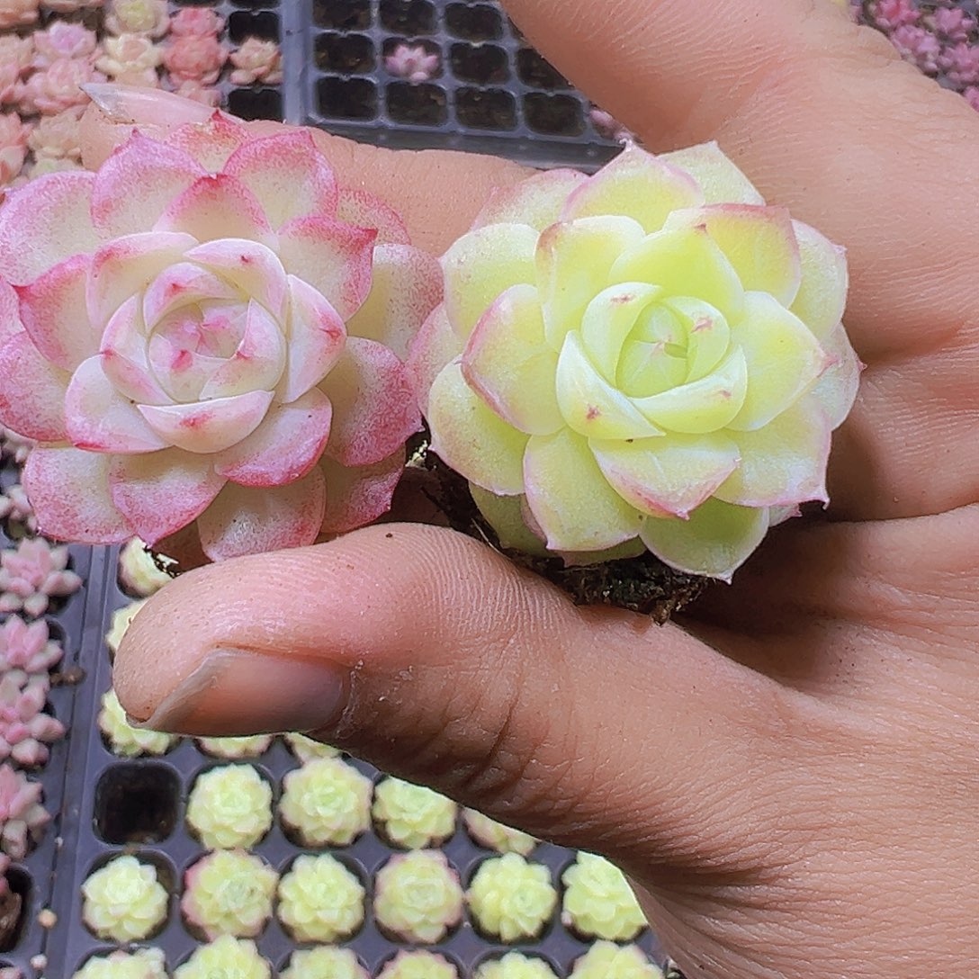 玫瑰仙子3黄3粉19包邮