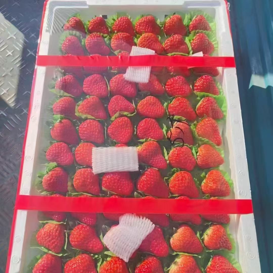 丹东九九红颜草莓整版4斤