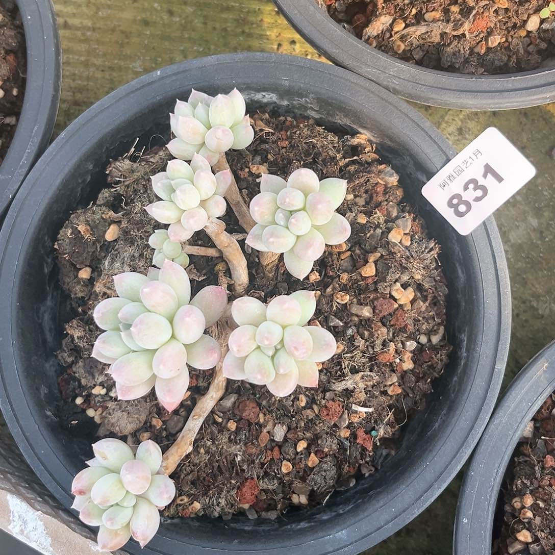 阿雅园艺。          831