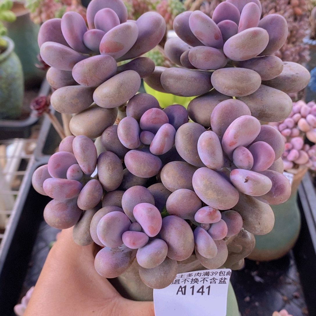 腰子桃蛋12cm141多肉植物