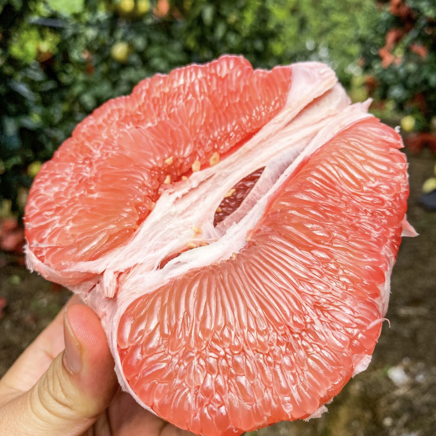 福建平和【三红蜜柚】皮薄新鲜香甜水足