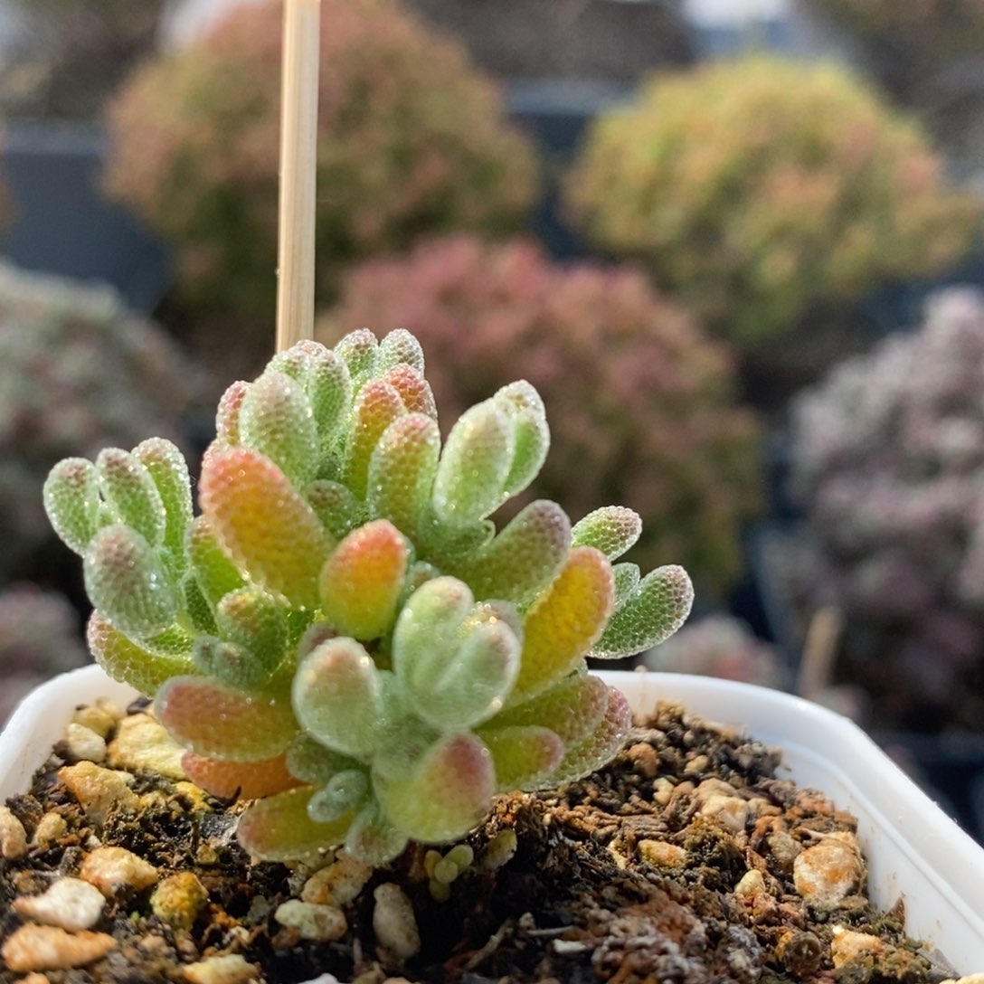 优选冰晶4337枝干番杏