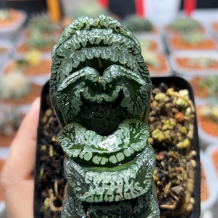 十二卷多肉玄武玉扇