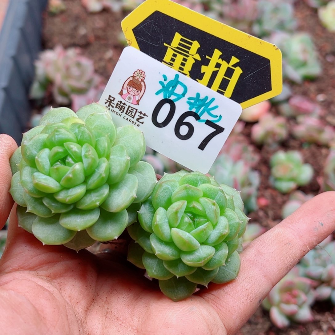 多肉植物多肉植物