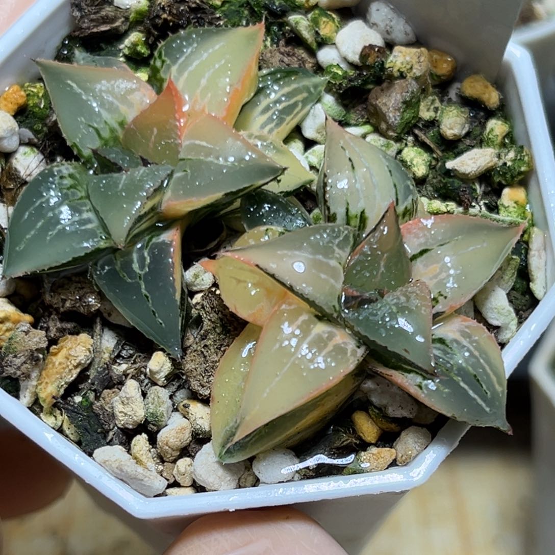 恭喜发财大吉大利0485