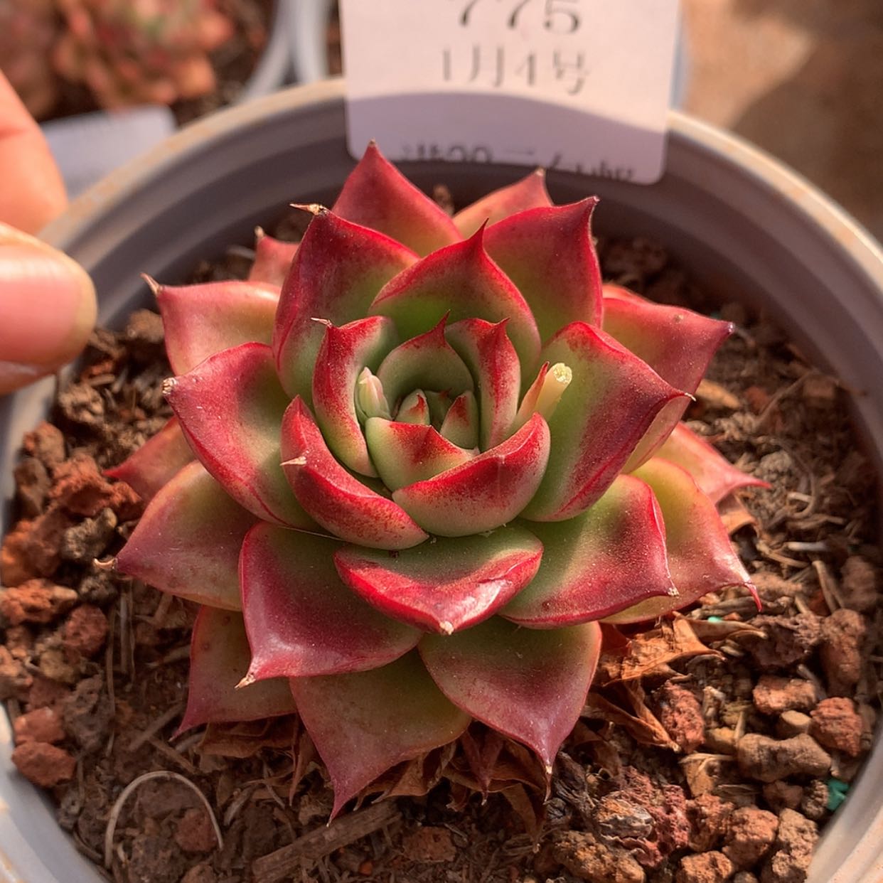 【闪购商品】云775