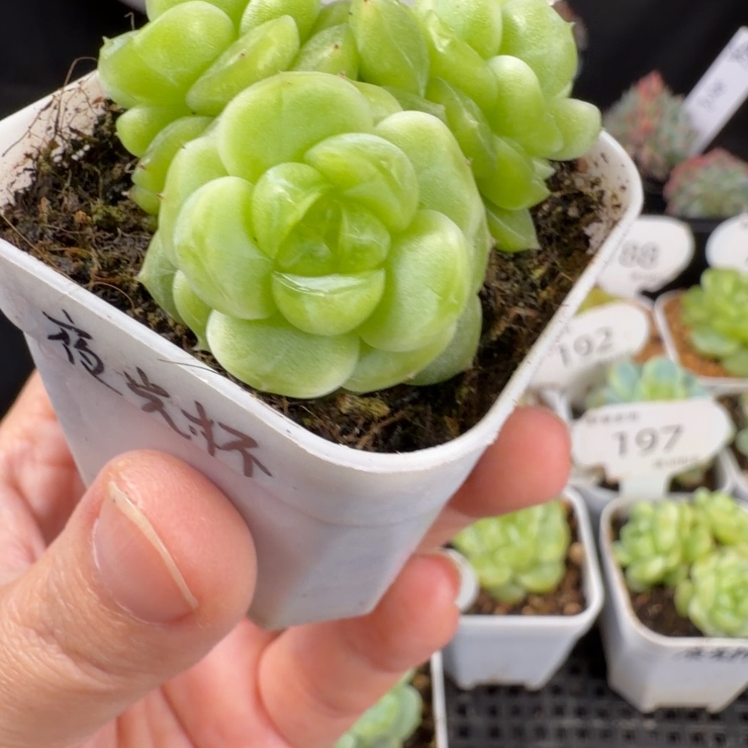 夜光杯三头群201号