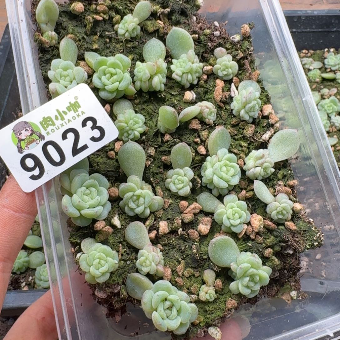 蓝***️多肉植物多肉植物