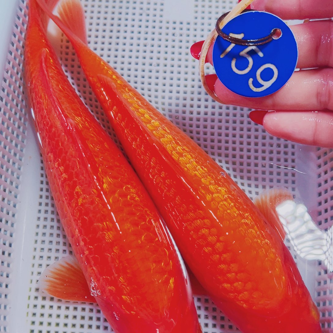 海水鱼锦鲤观赏鱼159