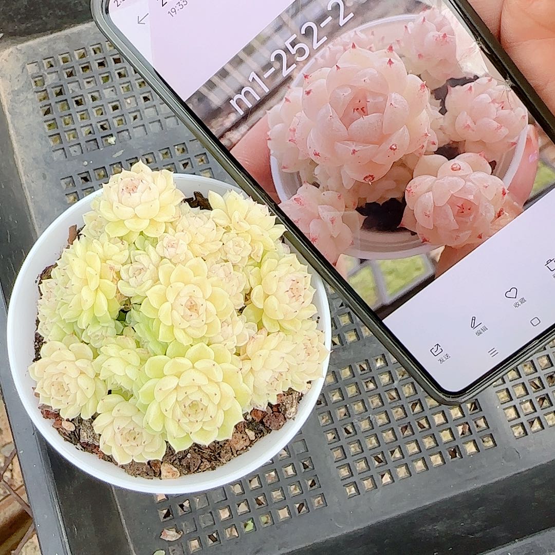 1221-55（m1-252-2）