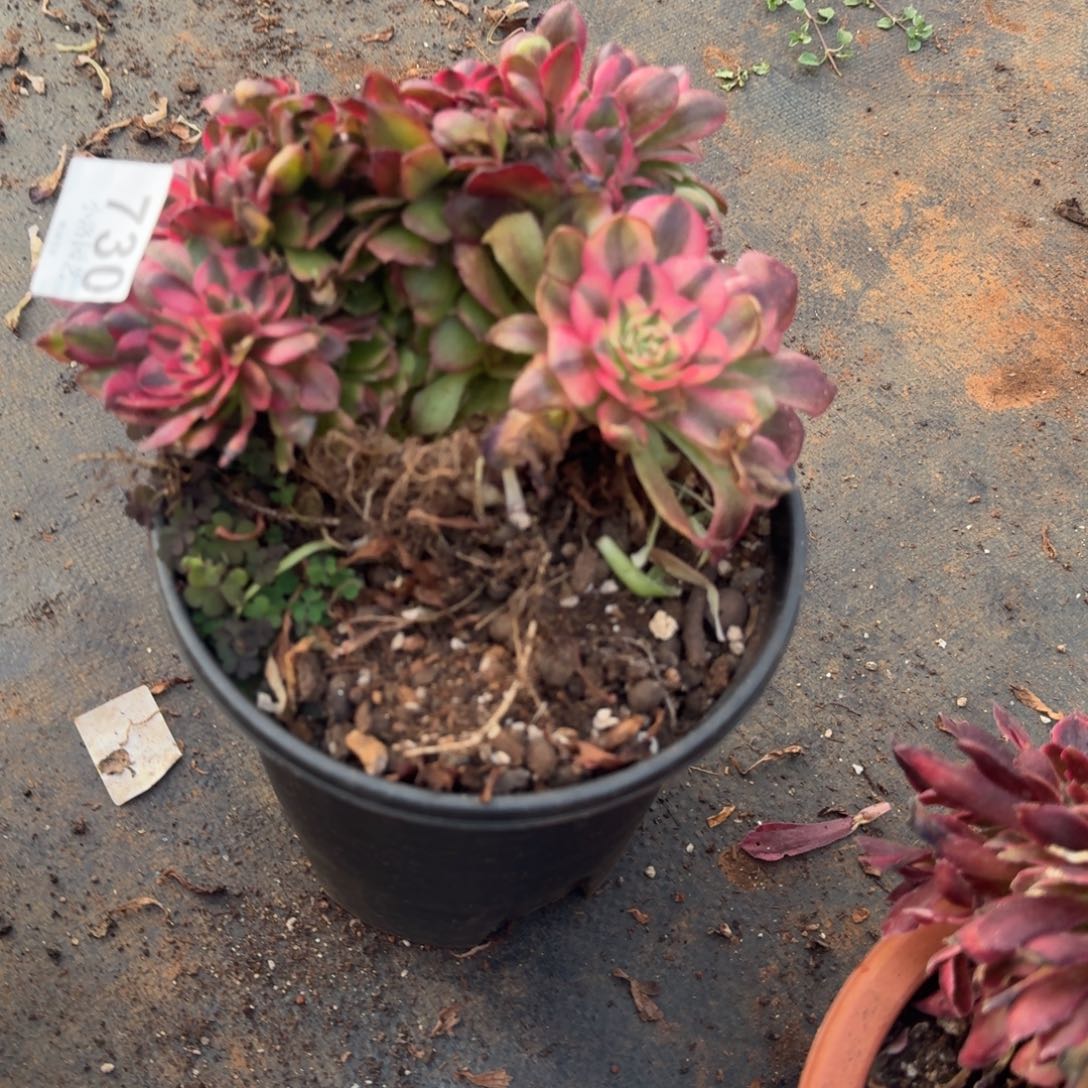 730荔枝缀化多肉植物满28包邮