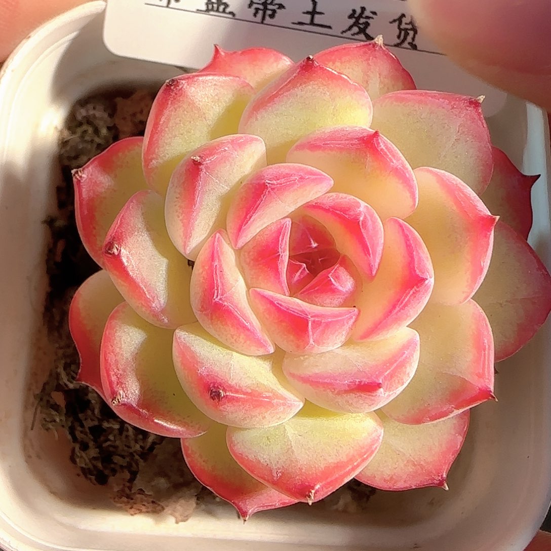 多肉1211-29福利福利