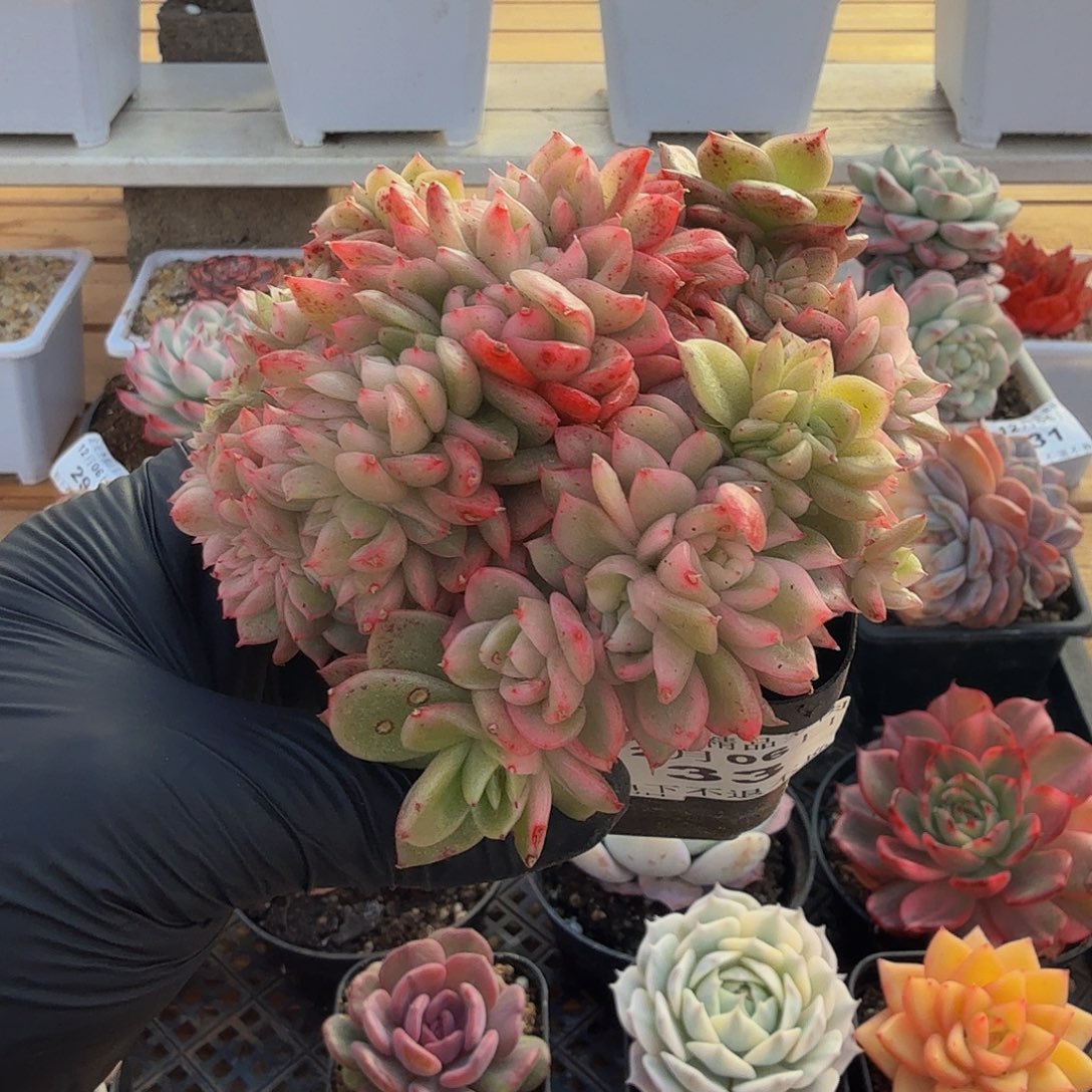 1206-33不知名缀锦