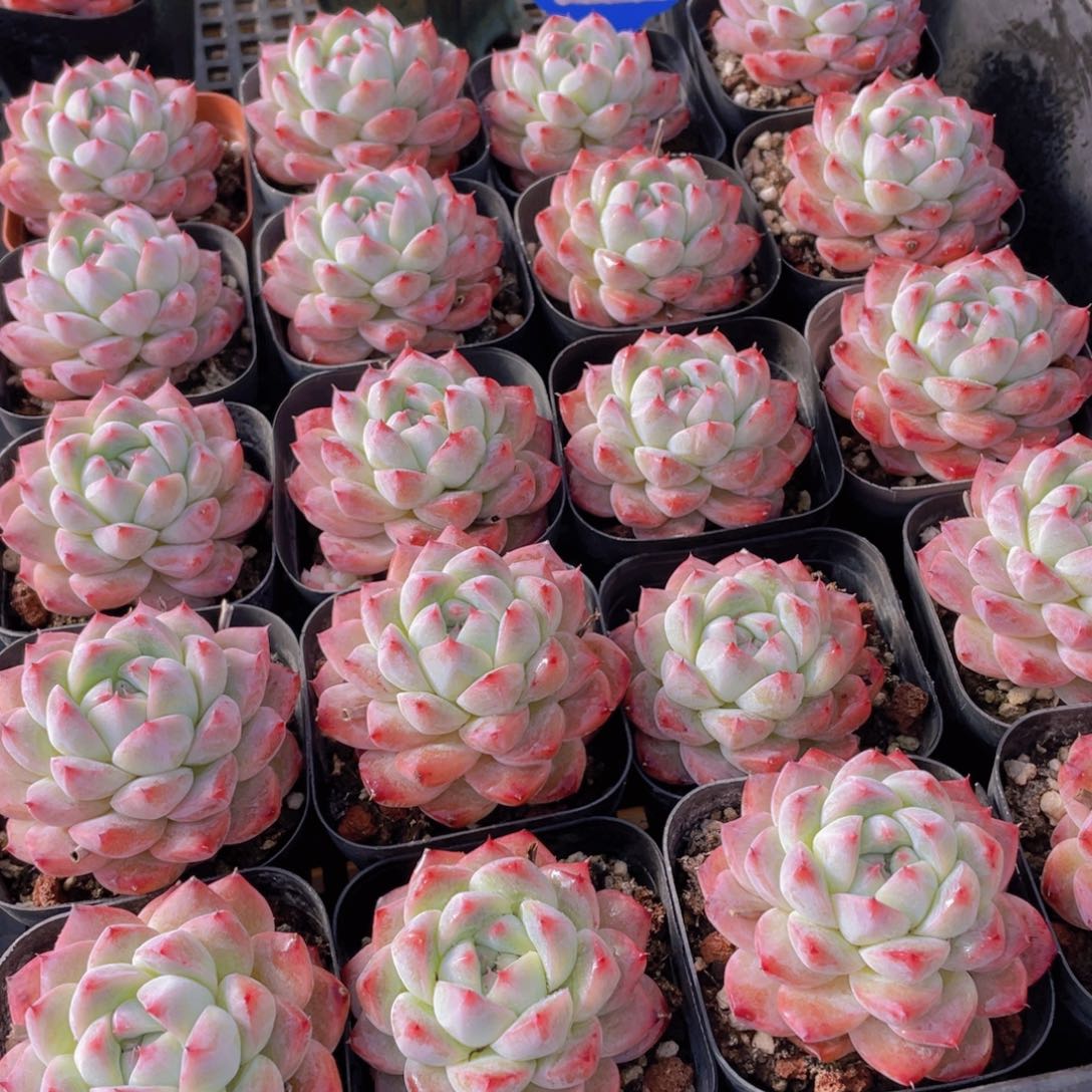 量拍9号 如梦令多肉单头一个