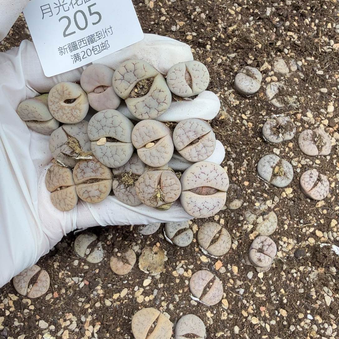 这个点睡一回是205哈哈