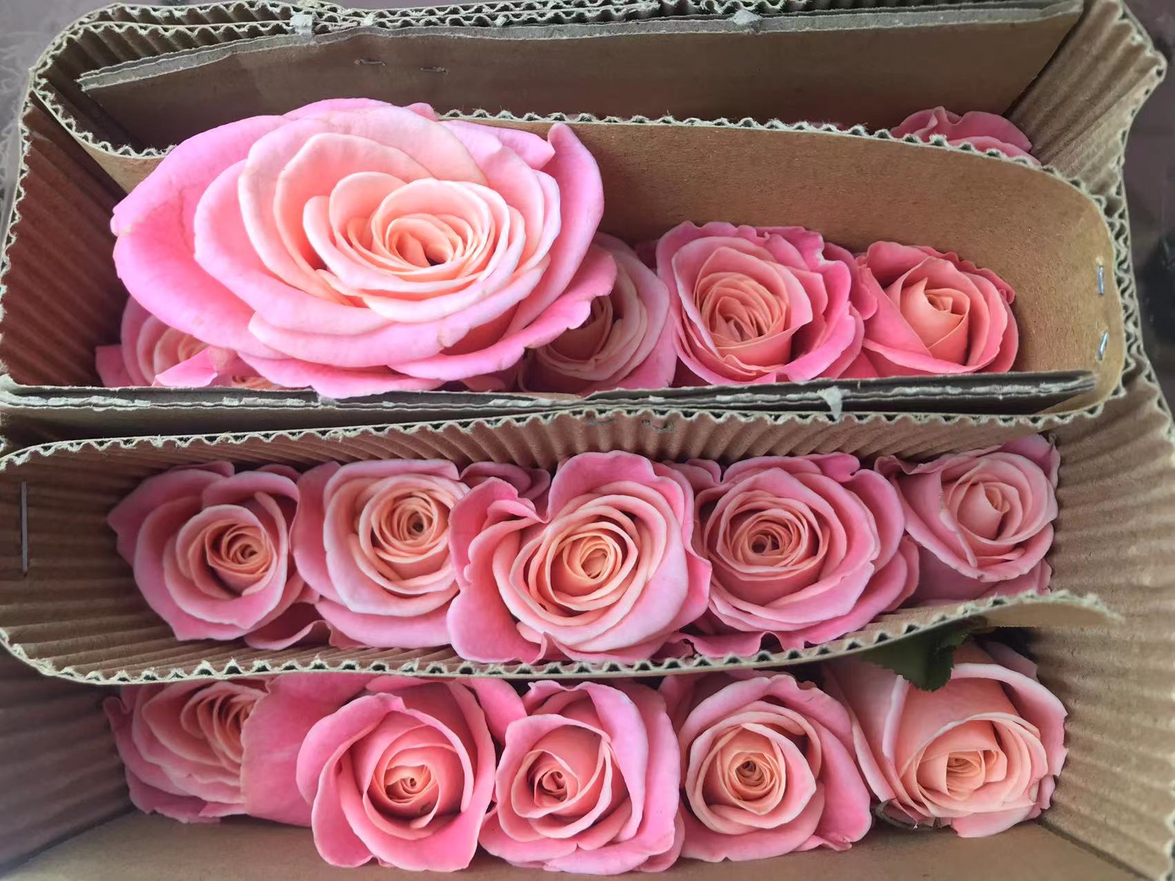 【福利套餐 】福利套餐A13   云南基地直发     鲜花  水养