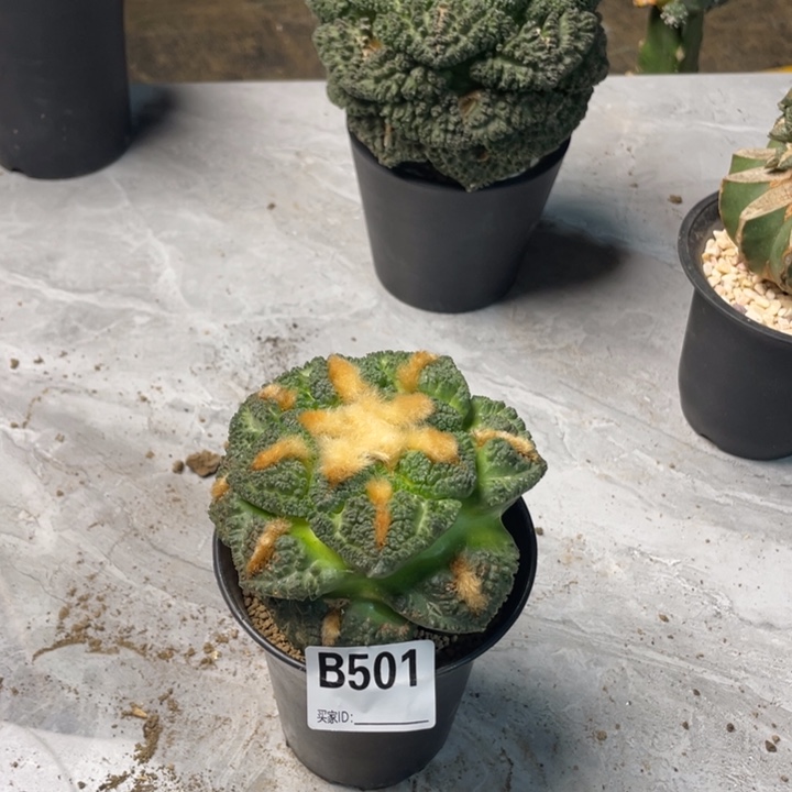 501龟甲至鹤仙人球