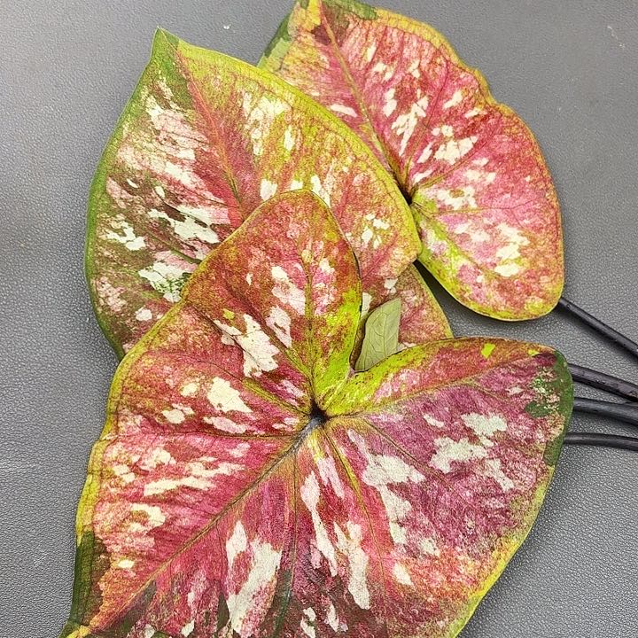 85-0614彩叶芋现货直发