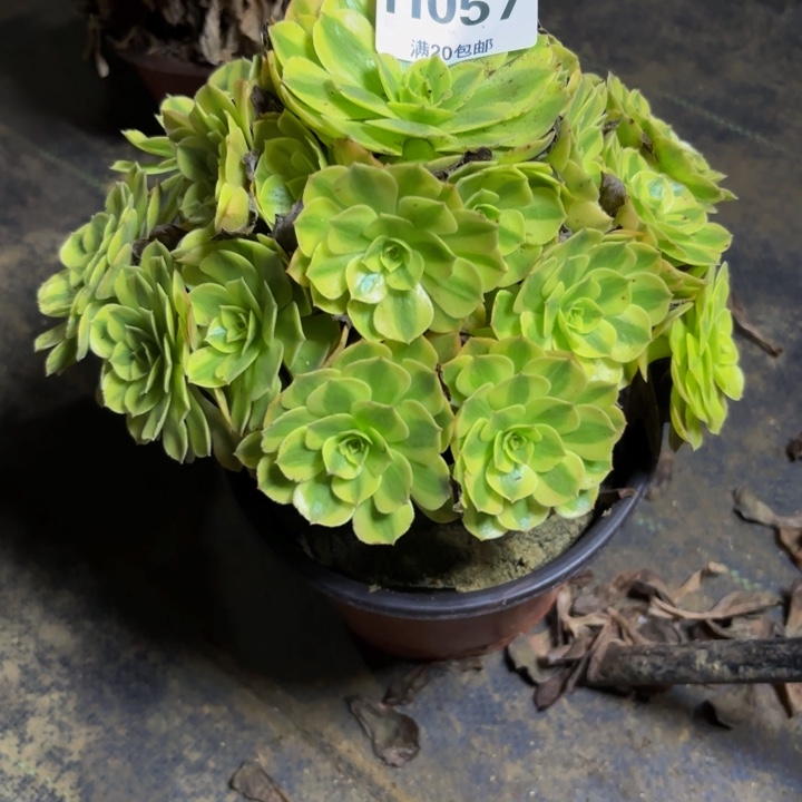 瑞妈多肉园艺057，雨荷