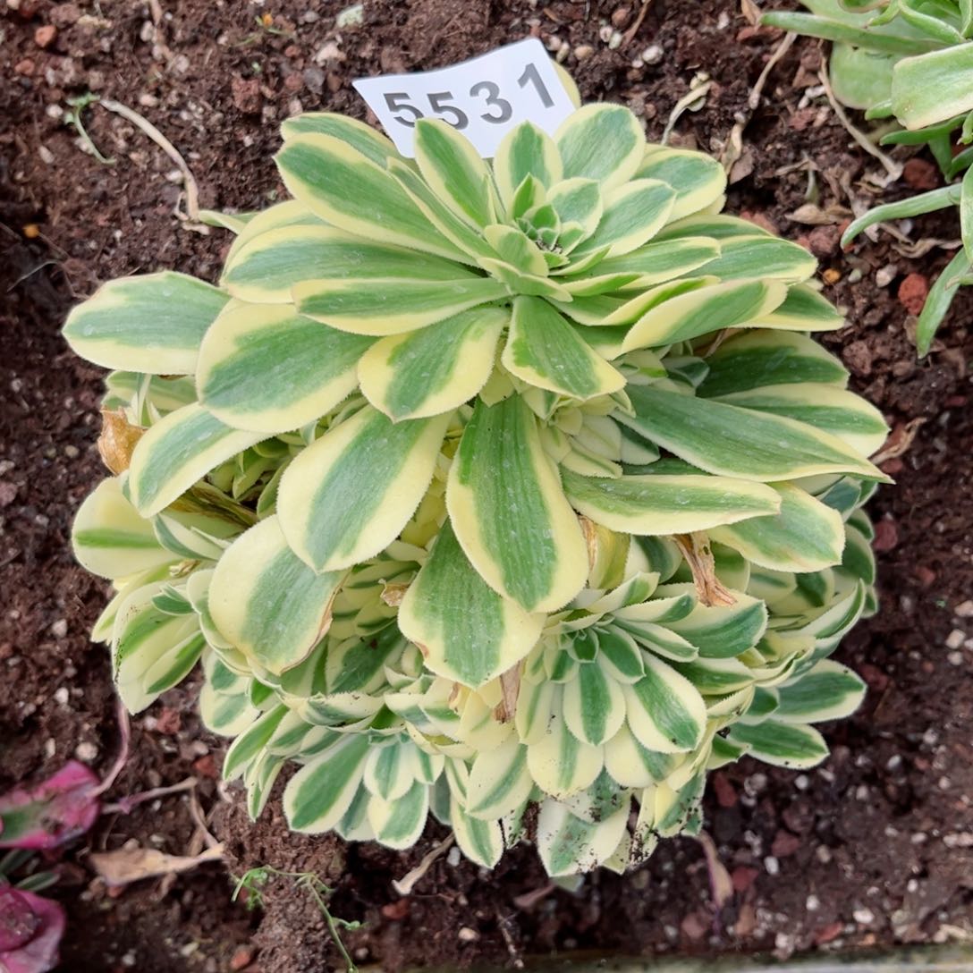 迈巴赫捧花多肉发货