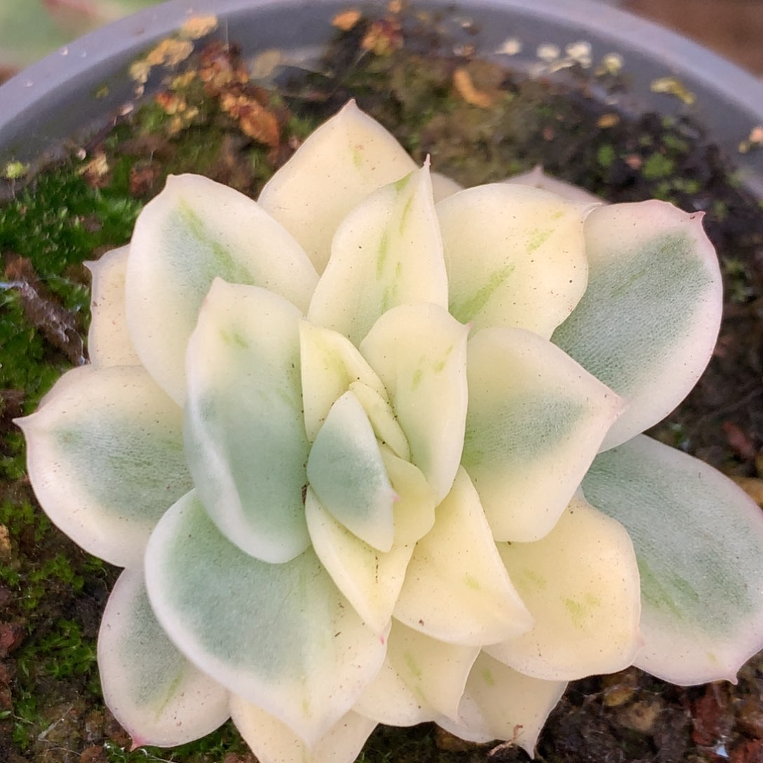 东云j j j j lj j j j