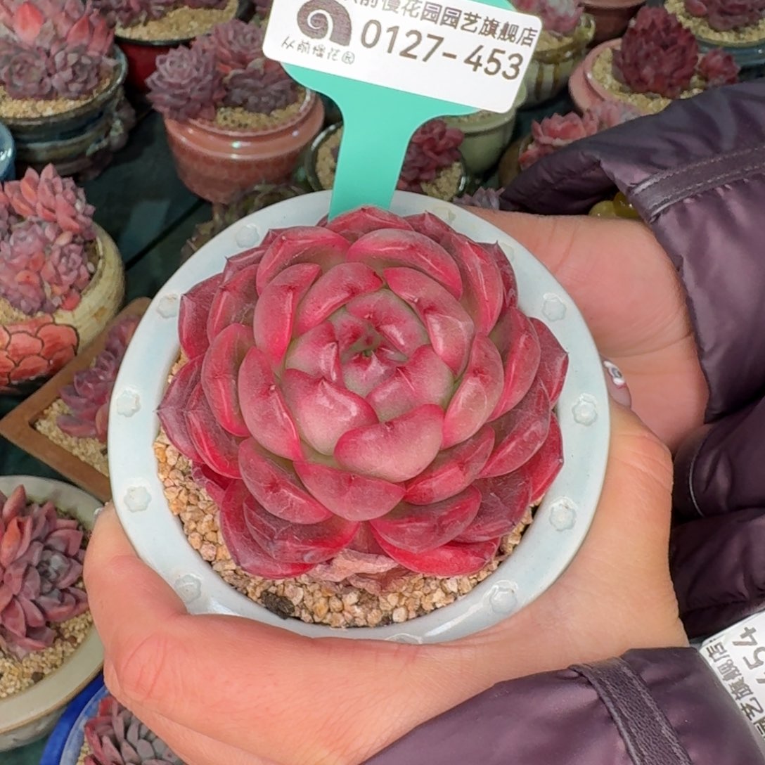 从前慢花园东云系0127-453