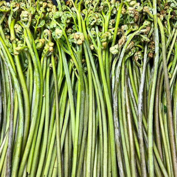 【蕨菜】贵州混装蕨菜蕨苔都是甜蕨菜也有红蕨和白米蕨可选2斤起