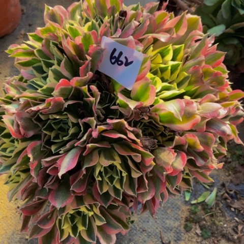 白凤多肉植物662多肉