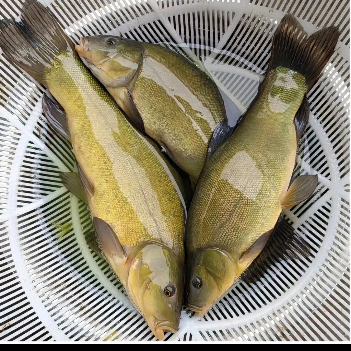 丁桂鱼淡水养殖活体可观赏可食用