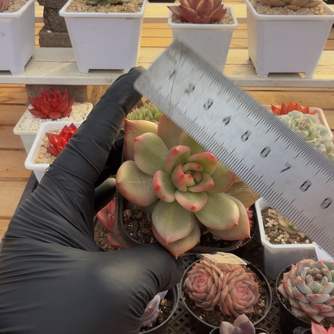 1129-23弗兰克锦单头