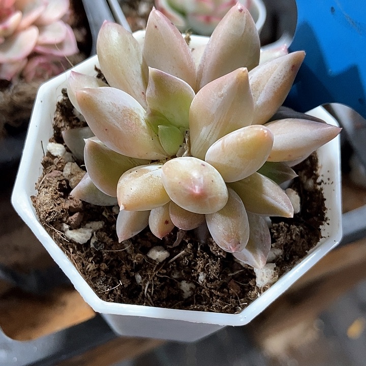 多肉植物重楼7364