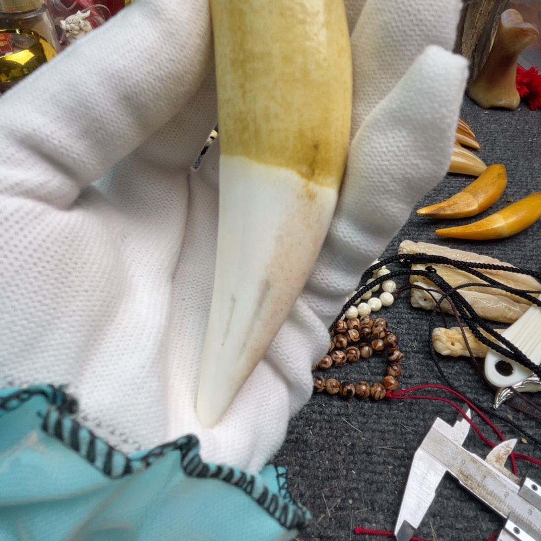 用***3骆驼牙吊坠12➕黄牙牙