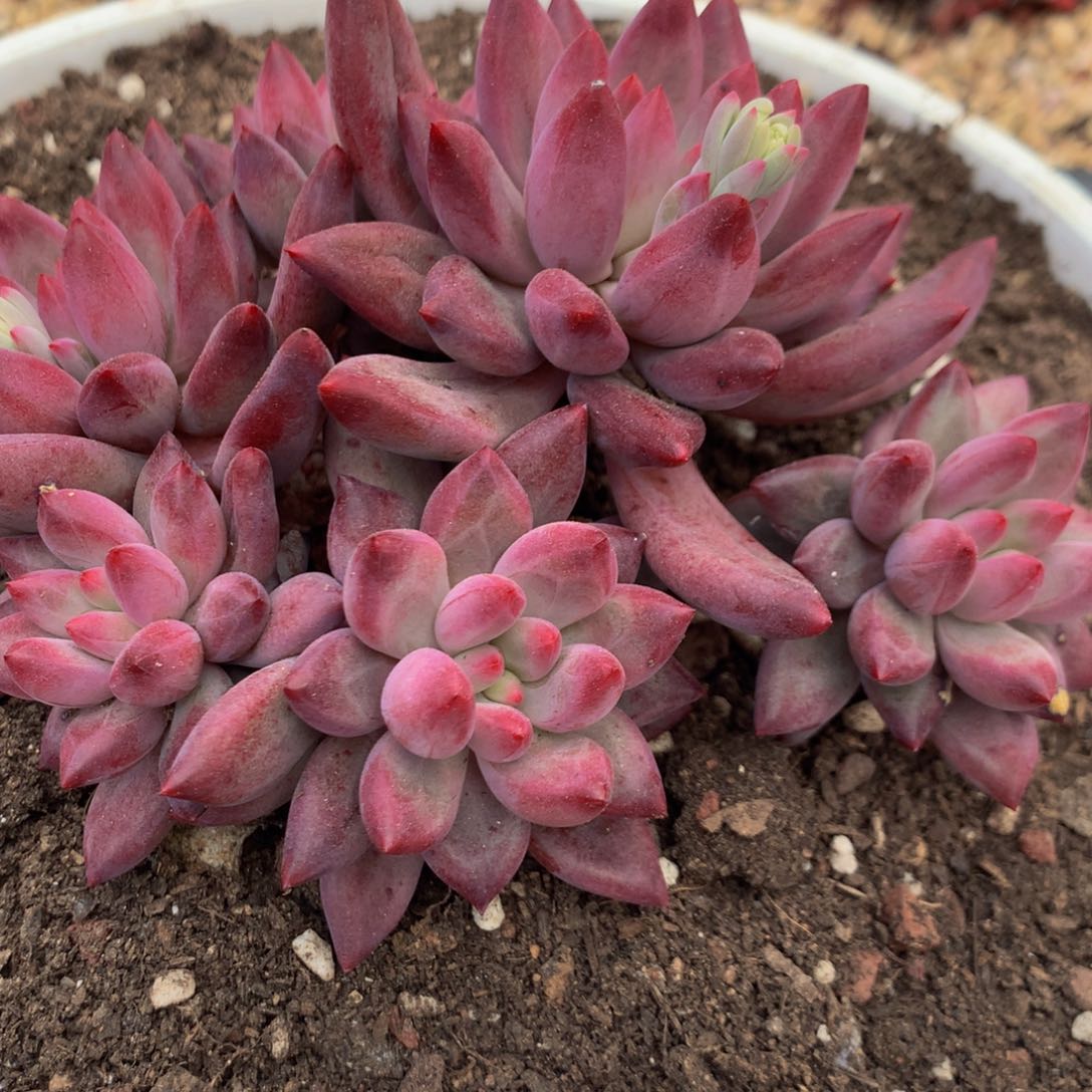 三*牛虞美人11111111