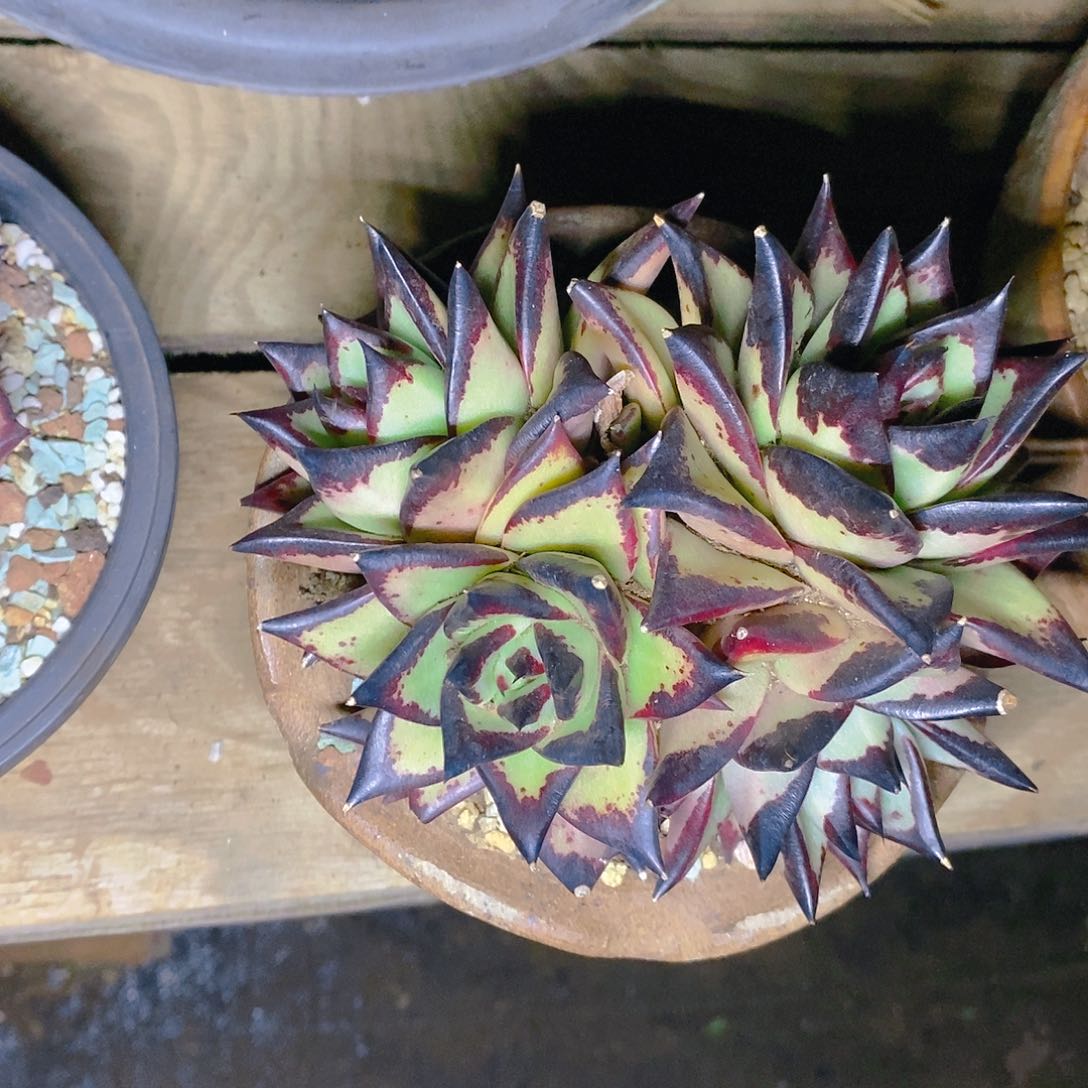 多肉植物一物一拍乌木四个头